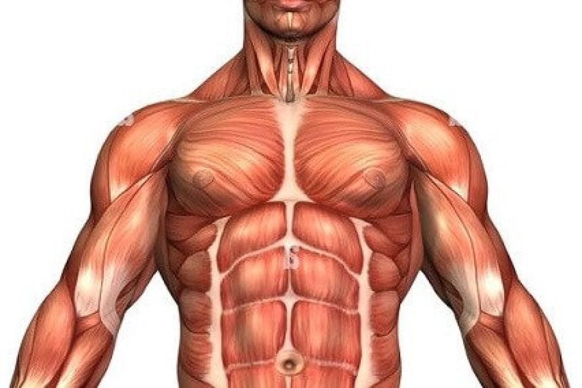 shoulder-muscles-anatomy